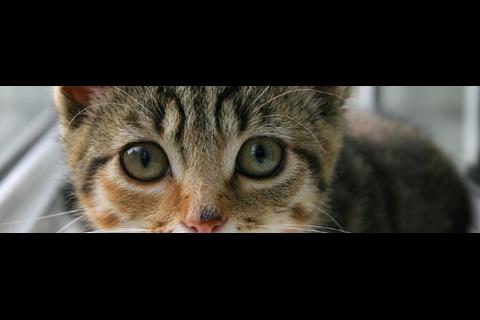 Kitteh!